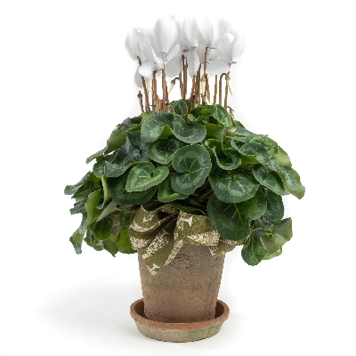 Potted cyclamen