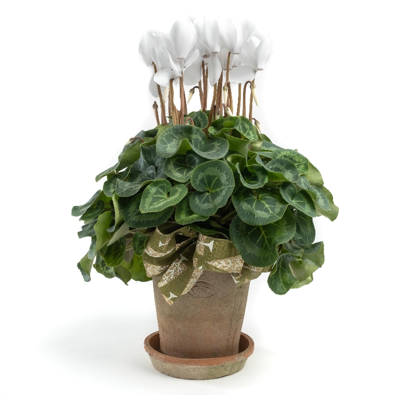 Potted cyclamen